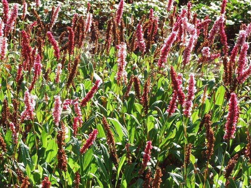 Bistorta affine Darjeeling Red