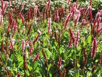 Bistorta affine Darjeeling Red