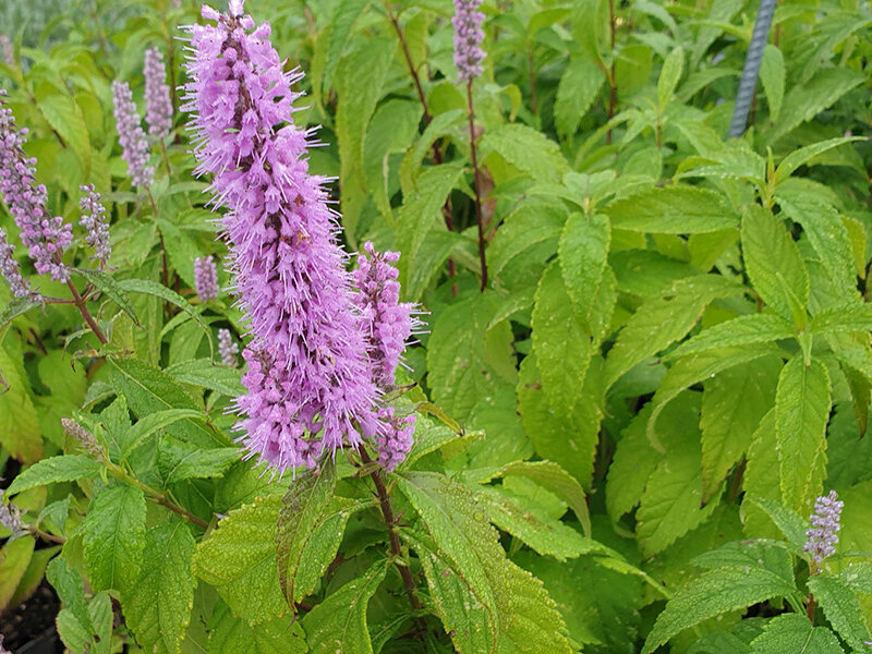 Elsholtzia stauntonii P1