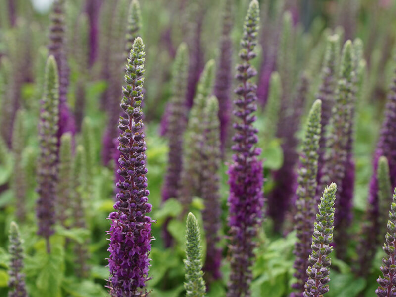 Teucrium hircanicum