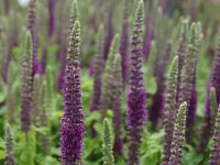 Teucrium hircanicum