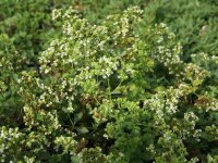 Origanum x majoricum Sizilien