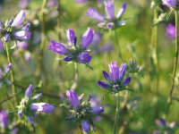 Campanula lingulata