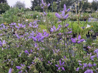 Campanula lingulata