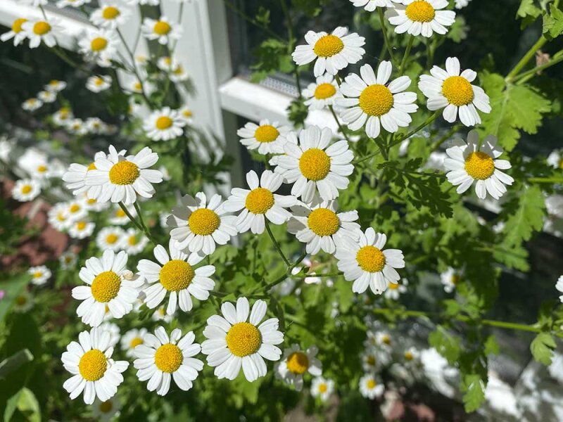 Tanacetum (Chrysanthemum) parthenium