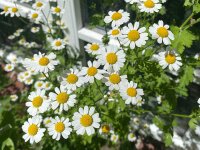 Tanacetum (Chrysanthemum) parthenium
