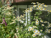 Tanacetum (Chrysanthemum) parthenium