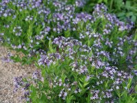 Amsonia orientalis