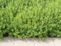 Amsonia orientalis