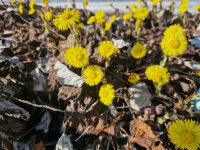 Tussilago farfara