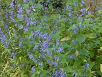 Isodon (Plectranthus) umbrosus (Rabdosia kameba)