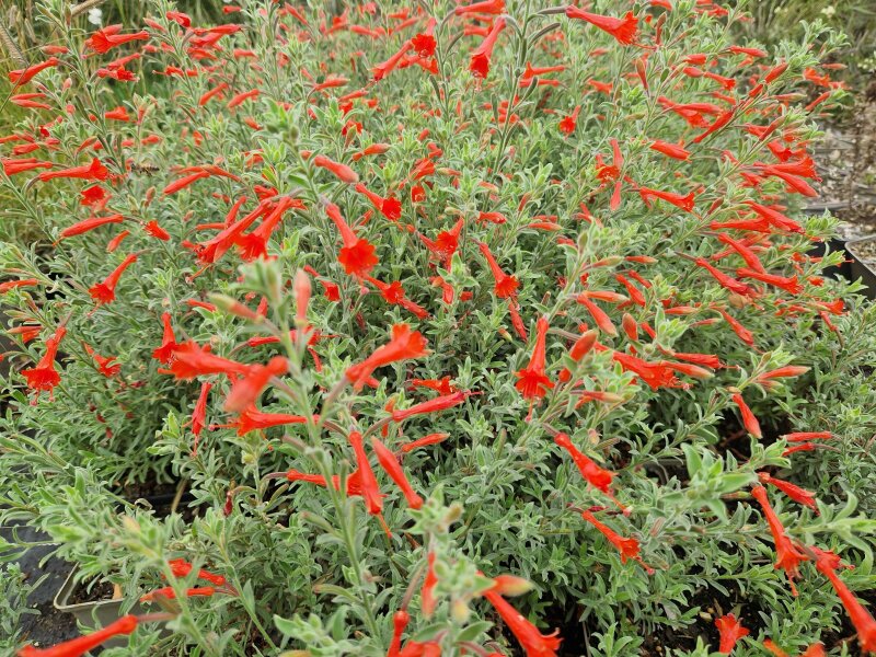 Zauschneria canum Catalina