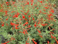 Zauschneria canum Catalina