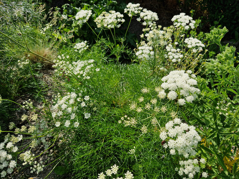Athamanta turbith ssp. haynaldii