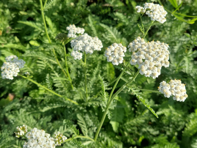Achillea distans