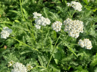 Achillea distans