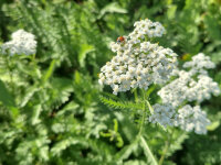 Achillea distans