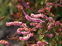 Bistorta amplexicaulis-Hybr. Pink Elephant P1