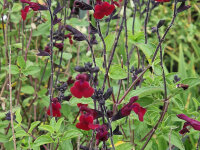Salvia x jamensis Royal Velours