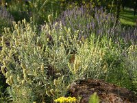 Sideritis syriaca
