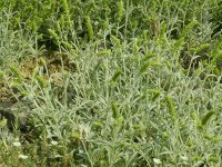Sideritis syriaca