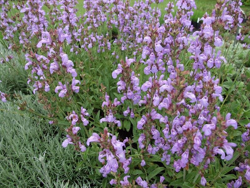 Salvia lavandulifolia