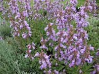 Salvia lavandulifolia