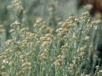 Helichrysum italicum Dwarf Curry