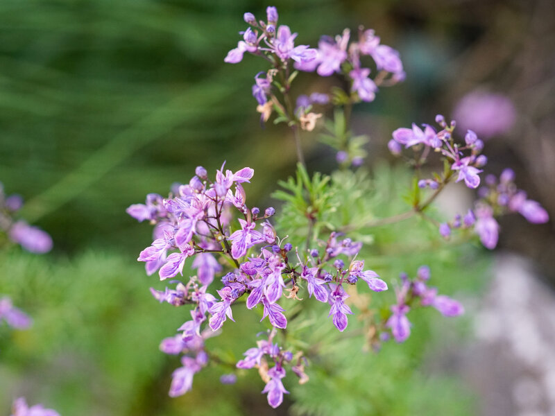 Teucrium orientalis