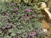 Teucrium cossonii Ackermanii