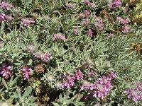 Teucrium cossonii Ackermanii