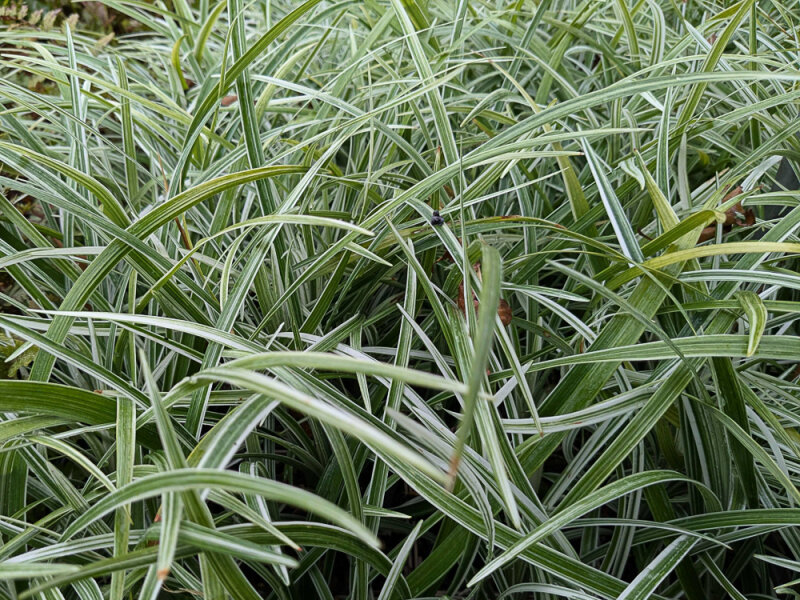 Liriope muscari Silver Ribbon