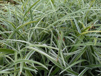 Liriope muscari Silver Ribbon