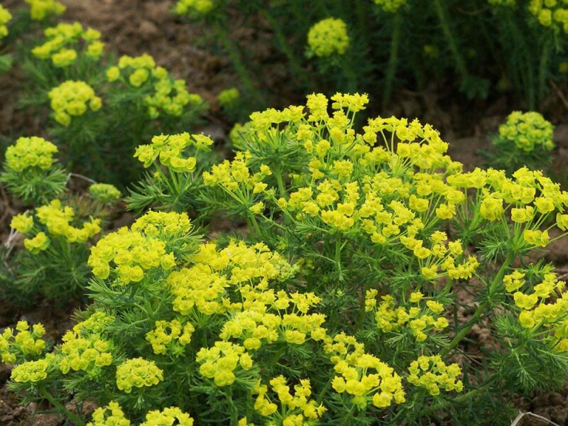 Euphorbia cyparissias Orange Man