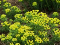 Euphorbia cyparissias Orange Man