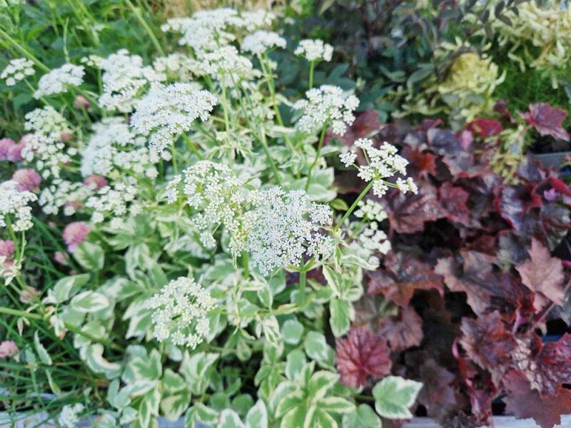 Aegopodium podagraria Variegatum