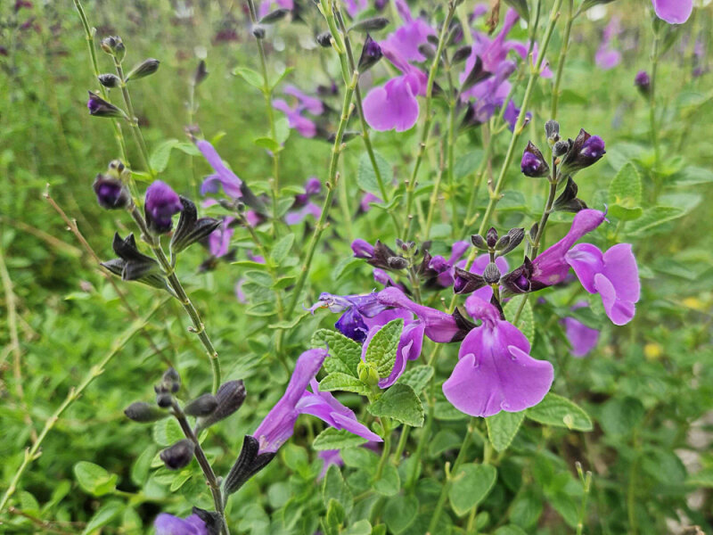 Salvia x jamensis Hercules