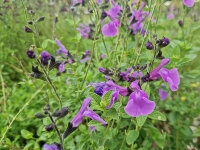 Salvia x jamensis Hercules
