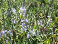 Veronica prostrata