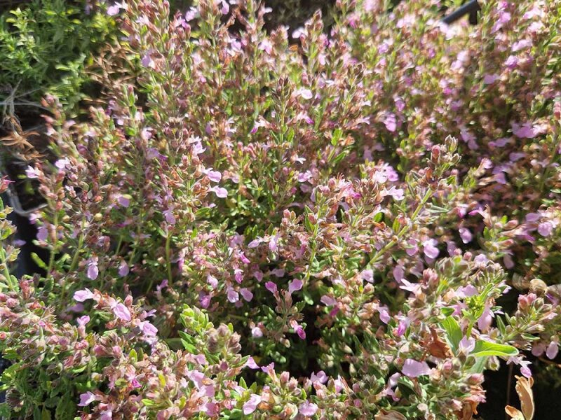 Teucrium webbianum