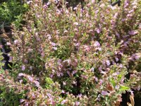 Teucrium webbianum