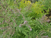 Vitex agnus-castus Laciniata