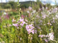 Lythrum virgatum Joy