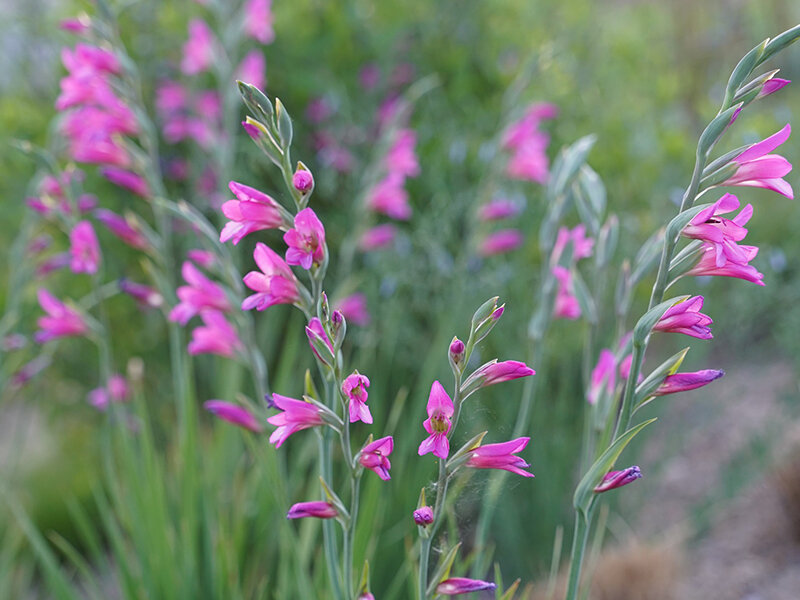 Gladiolus communis ssp. byzanthinus (10 Stk.)
