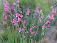 Gladiolus communis ssp. byzanthinus (10 Stk.)