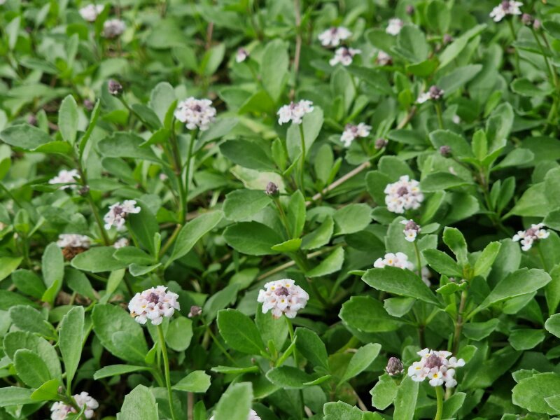 Phyla (Lippia) nodiflora