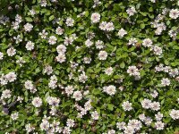 Phyla (Lippia) nodiflora
