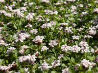 Phyla (Lippia) nodiflora