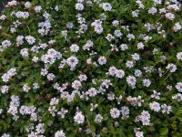 Phyla (Lippia) nodiflora