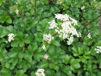 Ligusticum scoticum P1